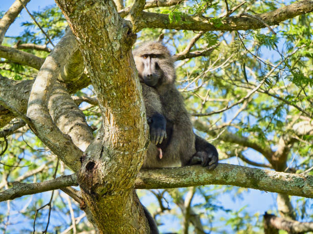 istock A baboon in a tree in Lake Mburo National Park 1463071141