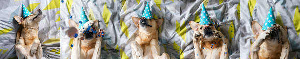 誕生日パーティーの帽子、コラージュ、上面図のベッドの上の面白い幸せなラブラドール犬。 - portrait germany party bed ストックフォトと画像