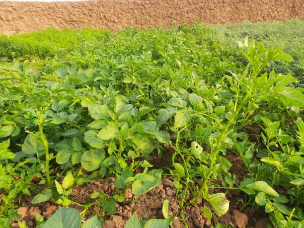 istock Potato plant in vegetable garden. 1463076295