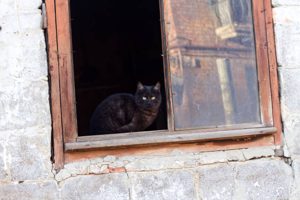 istock Young black cat next to the barn.  Kharkov, Ukraine 1463079266