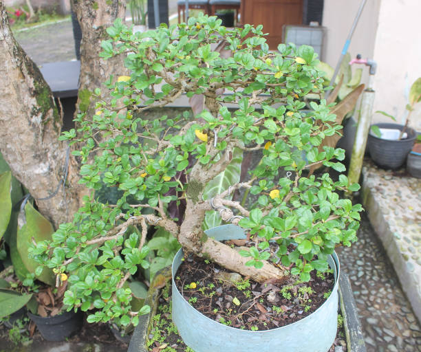 istock Hobby Plant Bonsai photos 1463081251