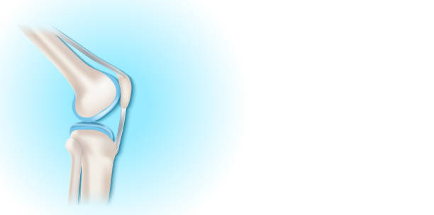 istock Knee joint with healthy cartilage on blue and white background with copy space for your text. 1463083460