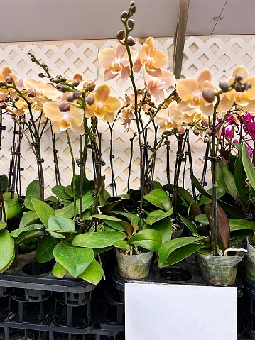 Orchid selling