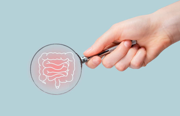 Intestine disease concept. Magnifying glass studying guts, bowel. Gastroenterology Intestine disease concept. Magnifying glass studying guts, bowel. Gastroenterology. High quality photo human intestine stock pictures, royalty-free photos & images
