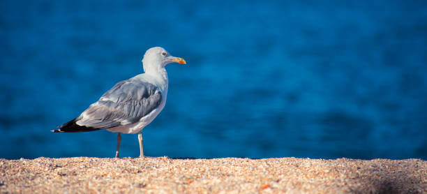 istock Seagull on the seashore, walking along the beach. 1463086736