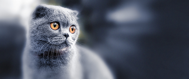 Scottish Fold cat. Portrait with defocused background. Close-up, selective focus.