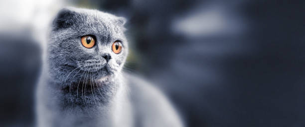 gato scottish fold. retrato com fundo desfocado. - animal young animal scottish culture folded - fotografias e filmes do acervo