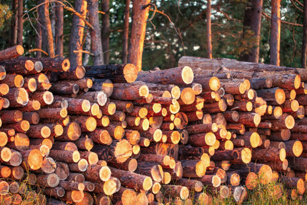 istock A large pile of cut tree trunks in a pine forest. 1463086946