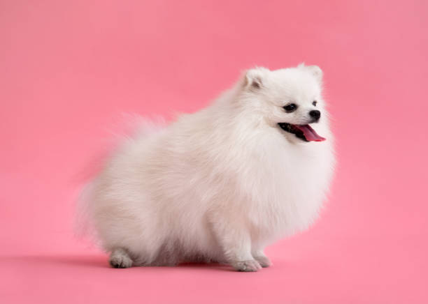 istock Dog breed pomeranian spitz funny sits on a pink background 1463088291