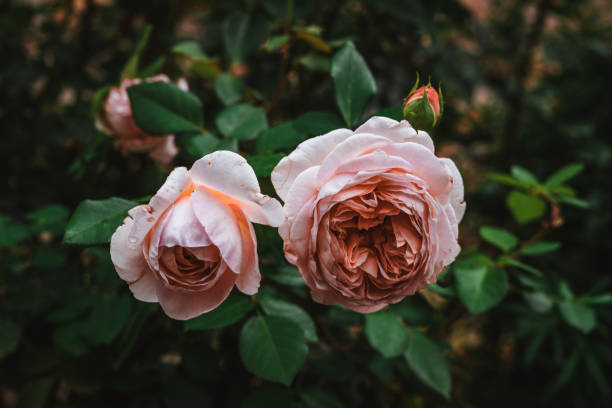 istock Pink rose with leaves and raindrops 1463089643