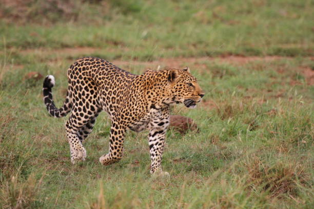istock Leopard walking down a rocky hill slope with one paw raised 1463090884