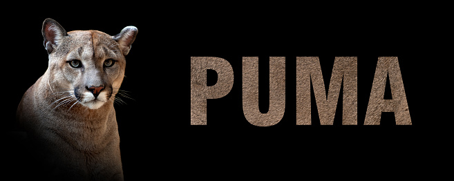 Portrait of puma with a name on a black background. The text is from her fur