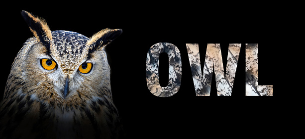 Portrait of owl with a name on a black background. The text is from her feathers
