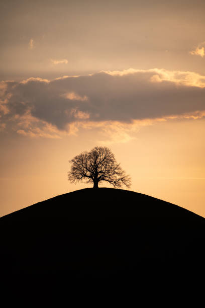 istock A silhouette of a tree on a hill during the sunset 1463095590