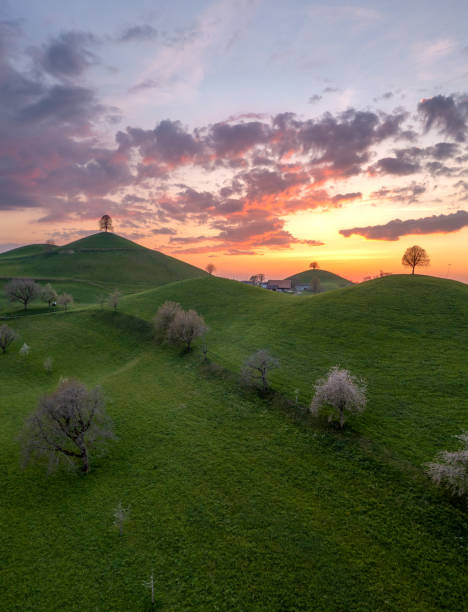 istock Hill landscape in switzerland during sunset, on each hill there is a tree 1463095600
