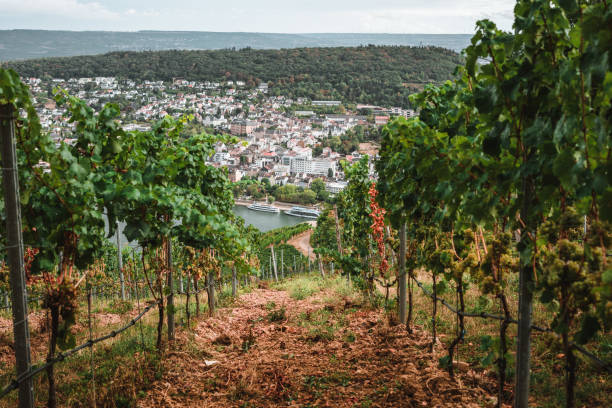 istock View of the Rhein from a wineyard during autumn 1463095632