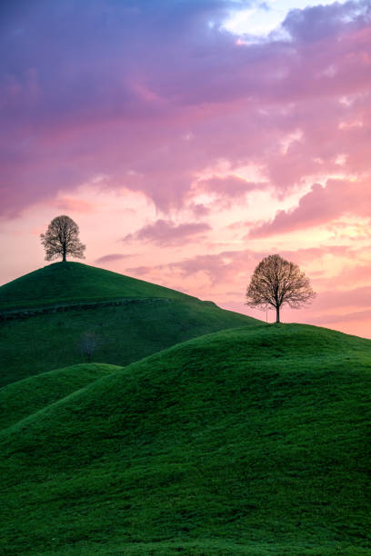 three trees on 3 hills under a purple sky