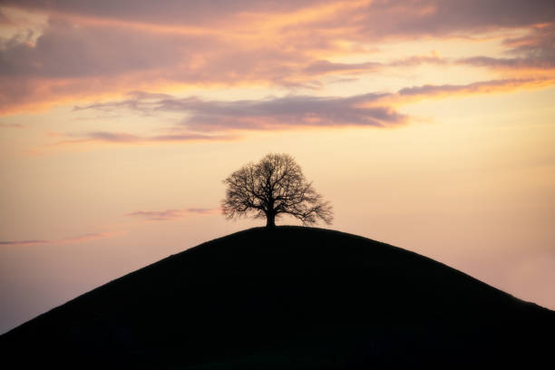 A silhouette of a tree on a hill, under a purple sky