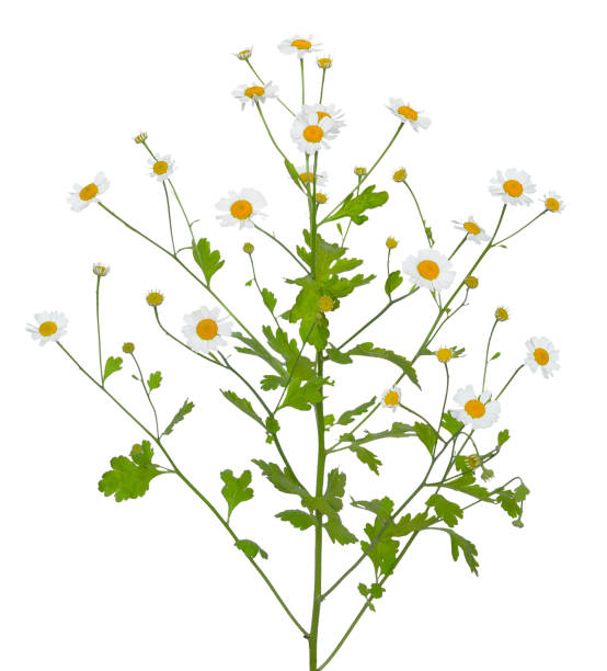 istock Tanacetum parthenium (feverfew) flowers 1463095656