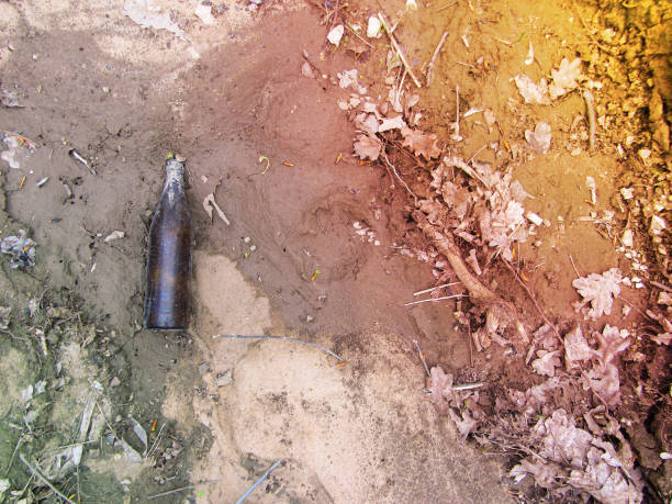 A dirty empty beer bottle lies on the ground in a pine forest. Environmental pollution.