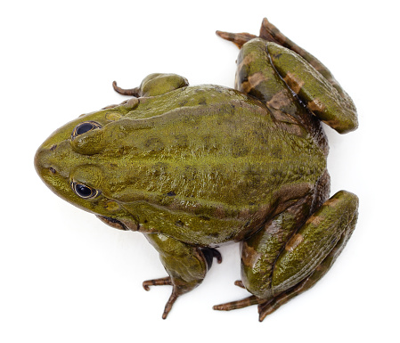Green Frog Isolated on White