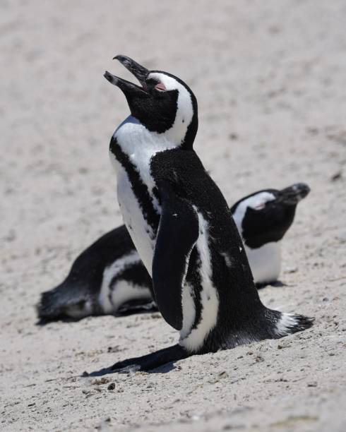 penguin at boulders beach, ciudad del cabo, sudáfrica - green point fotografías e imágenes de stock