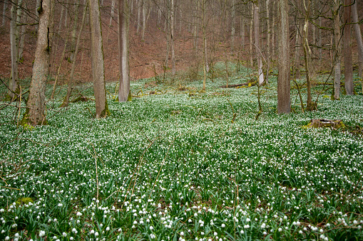 March cup, March of the valley, forest snowdrops or large snowdrops in the forest.