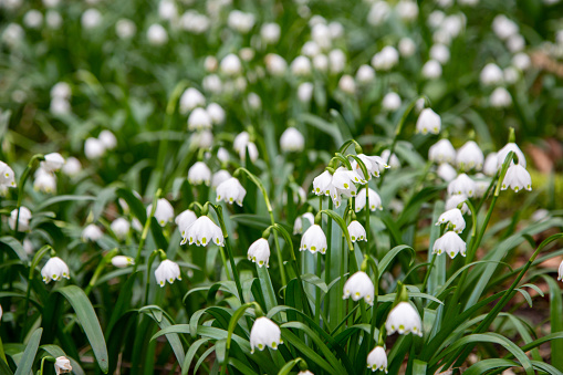 spring garden with blooming flowers