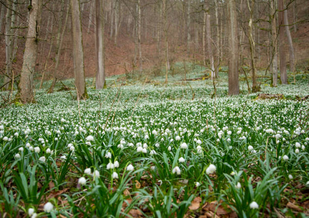 March cup, March of the valley, forest snowdrops or large snowdrops in the forest.