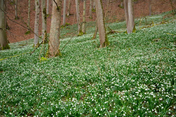 March cup, March of the valley, forest snowdrops or large snowdrops in the forest.