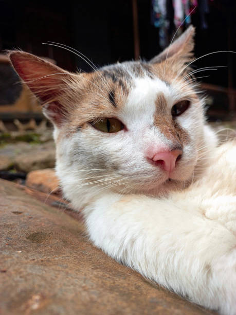 Selfie cat lying on a rock. Mixed cat. Domestic cat.