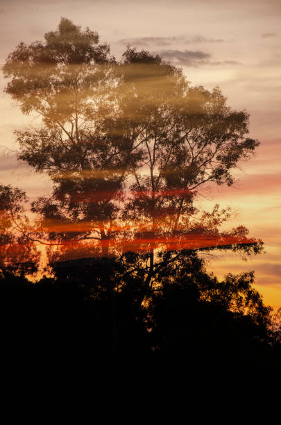 istock double exposure of a tree on a sky 1463113186