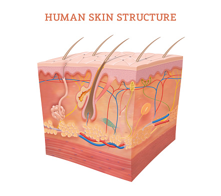 The skin is primarily made up of three layers. The upper layer is the epidermis, the layer below the epidermis is the dermis, and the third and deepest layer is the subcutaneous tissue. The epidermis, the outermost layer of skin, provides a waterproof barrier and contributes to skin tone.