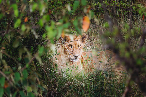 istock Hidden lion puppy inside the tall grass 1463115159