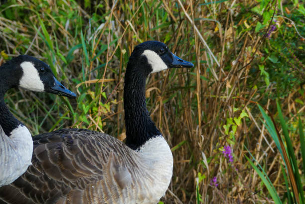 istock Close up of a Canada goose. 1463115439