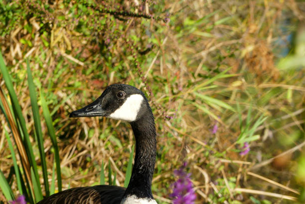istock Close up of a Canada goose. 1463115444