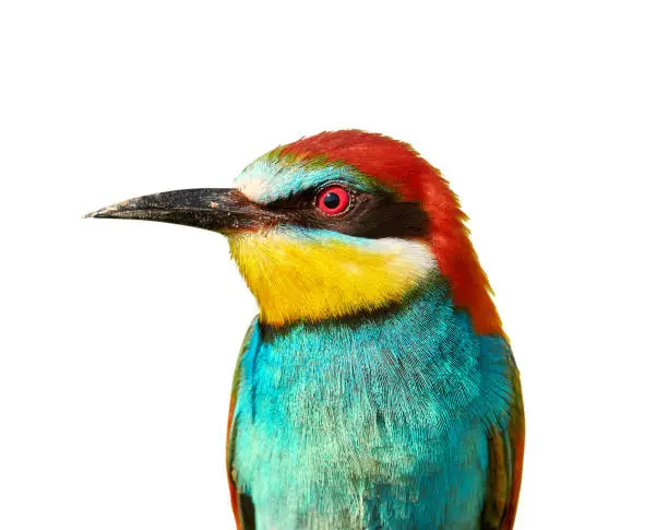 Beautiful portrait of motley European bee-eater closeup on a white background