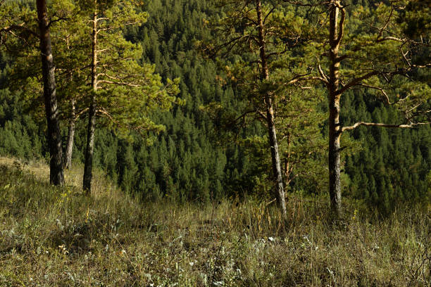Sunny summer forest landscape, background - lush saturated pine forest valley and trees in golden sunbeams on high green grass slope, view above. Beauty scenery for trekking and adventure on outdoors.