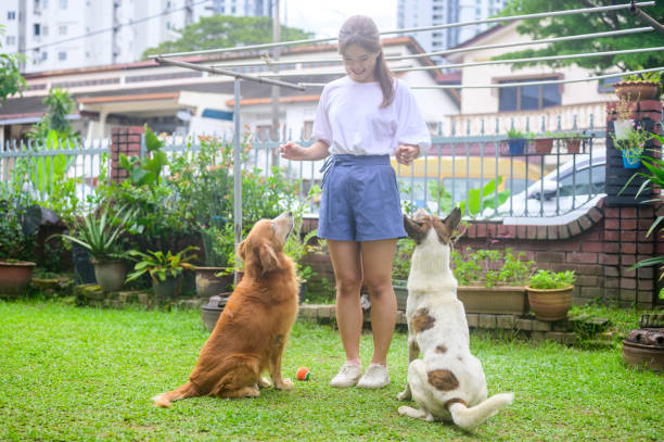 istock Cute mixed breed dogs playing with their owner. 1463117225