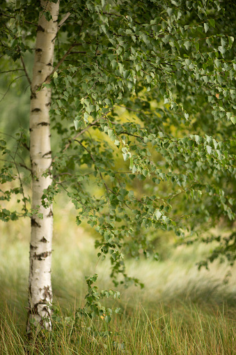 Photo of a white birch tree in a field.