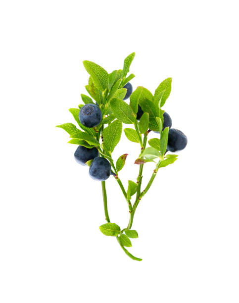 blueberries branch on white. Blueberry.. Forest blueberries on the branch with leaf over white. blueberry autumn bush northblue blueberry stock pictures, royalty-free photos & images