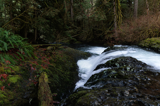 A clear mountain stream tumbles over dark volcanic basalt in a gloomy Pacific Northwest Forest