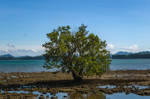 Tropical tree (Barringtonia asiatica) on a rocky beach in Ko Lanta, Krabi, Thailand.