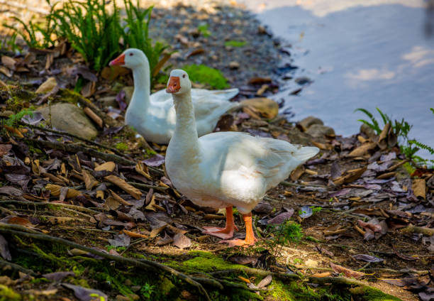 istock Farm geese on their lake 1463121405