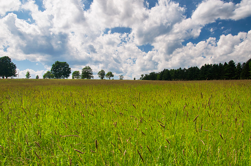 a meadow of tall grass at topsmead state forest park on a sunny summer day.