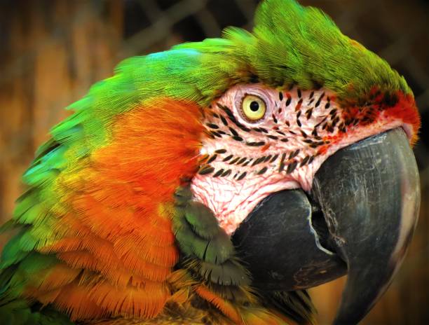 istock Green and orange Macaw parrot. 1463121922