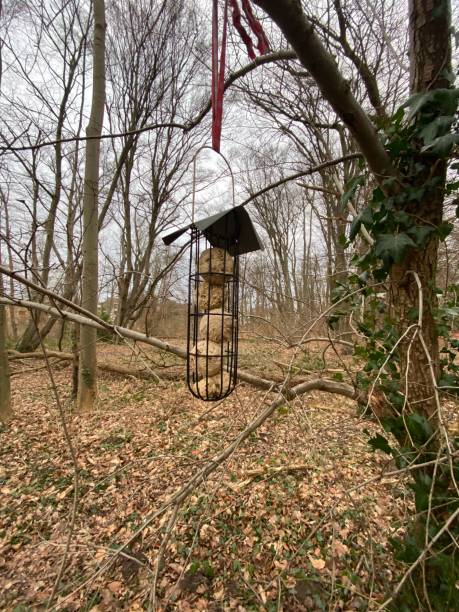 istock Homemade bird seed in the park 1463121924