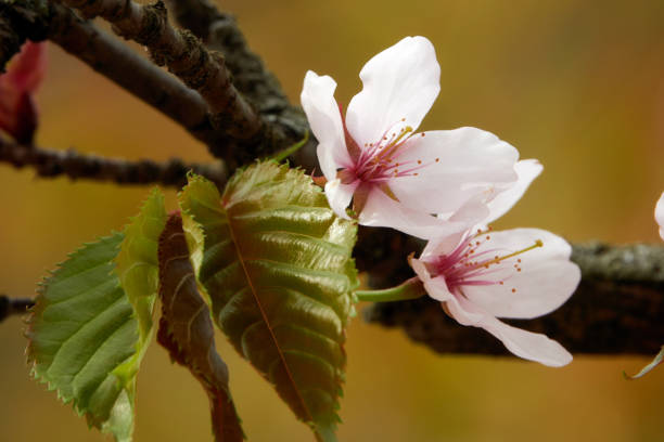 Cherry blossom in spring. Blooming pink flowers.