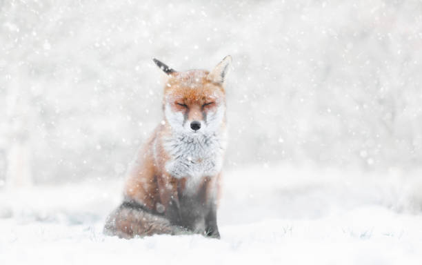 istock Close-up of a Red fox in the falling snow in winter 1463122603