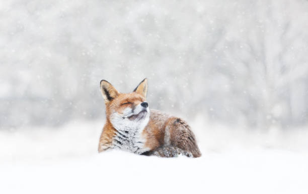 istock Close-up of a Red fox enjoying falling snow in winter 1463122605
